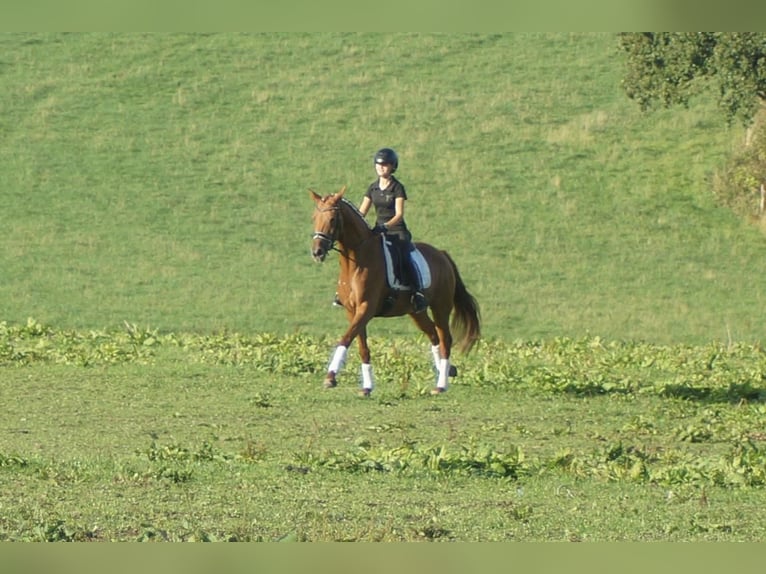 Westfale Stute 5 Jahre 164 cm Dunkelfuchs in Iserlohn