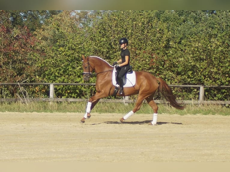 Westfale Stute 5 Jahre 164 cm Dunkelfuchs in Iserlohn