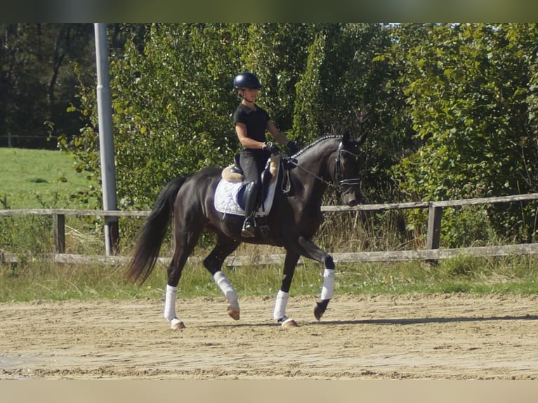 Westfale Stute 5 Jahre 164 cm Schwarzbrauner in Iserlohn