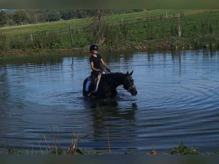 Westfale Stute 5 Jahre 164 cm Schwarzbrauner in Iserlohn