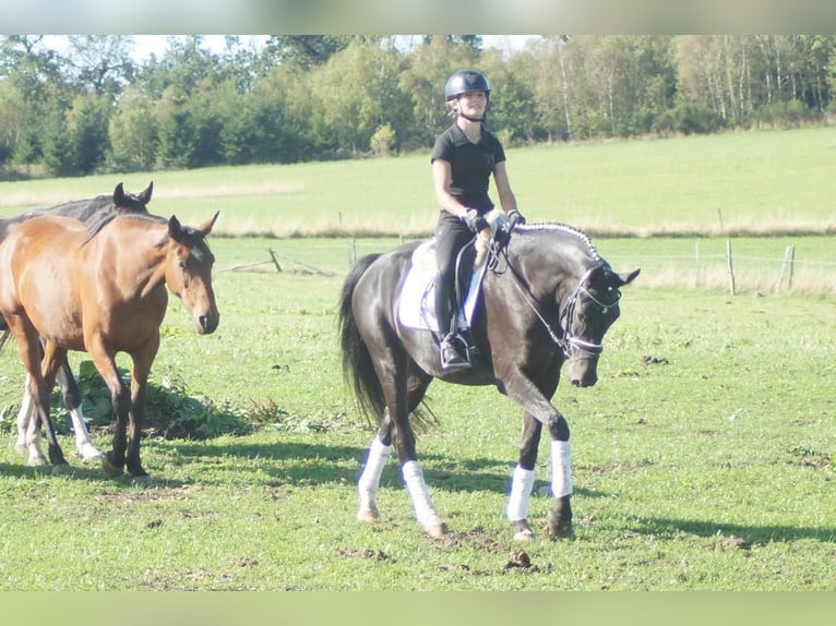 Westfale Stute 5 Jahre 164 cm Schwarzbrauner in Iserlohn