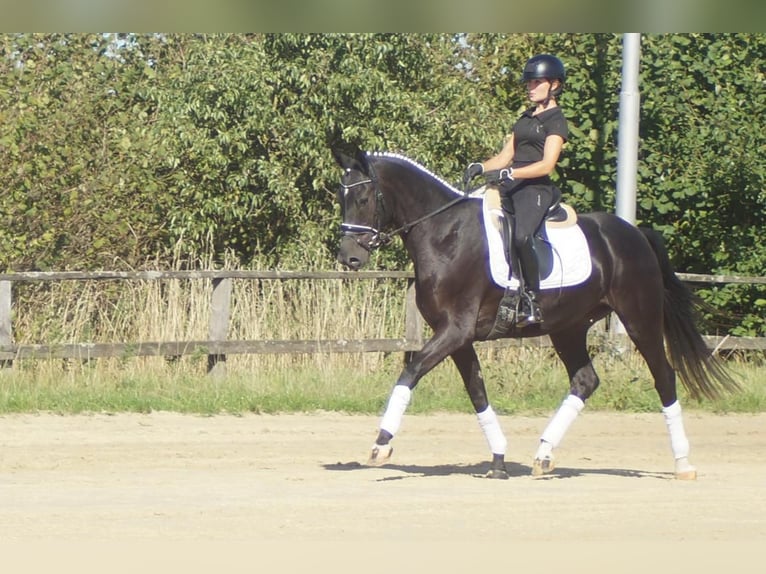 Westfale Stute 5 Jahre 164 cm Schwarzbrauner in Iserlohn