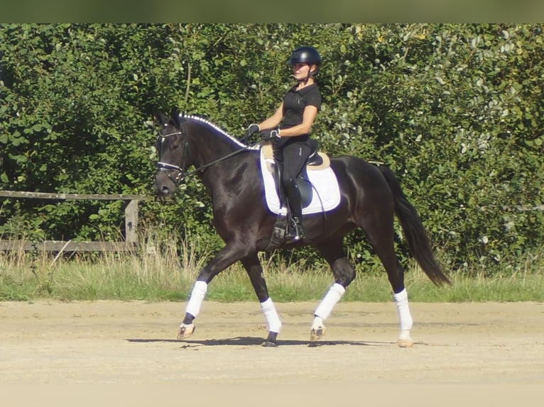 Westfale Stute 5 Jahre 164 cm Schwarzbrauner in Iserlohn