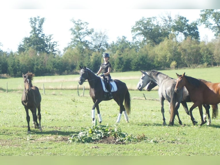 Westfale Stute 5 Jahre 164 cm Schwarzbrauner in Iserlohn
