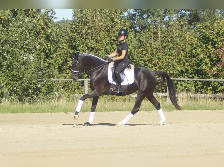 Westfale Stute 5 Jahre 164 cm Schwarzbrauner in Iserlohn