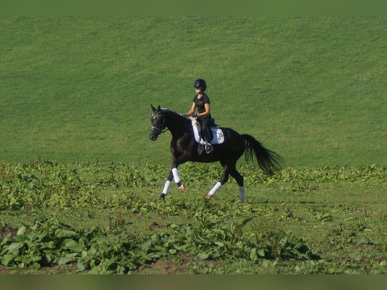 Westfale Stute 5 Jahre 164 cm Schwarzbrauner in Iserlohn