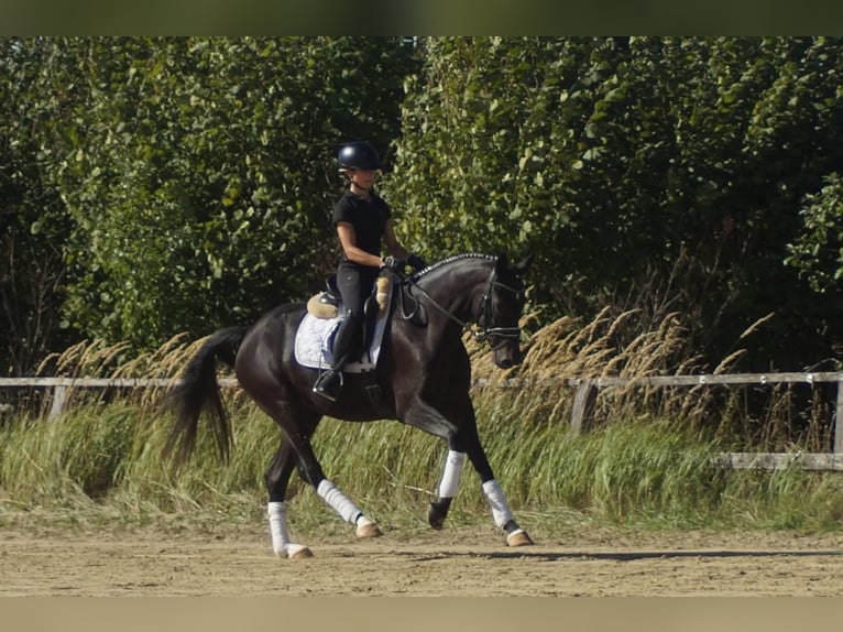 Westfale Stute 5 Jahre 164 cm Schwarzbrauner in Iserlohn