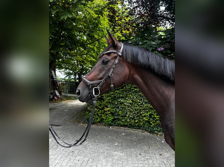 Westfale Stute 5 Jahre 165 cm Brauner in M&#xFC;nster