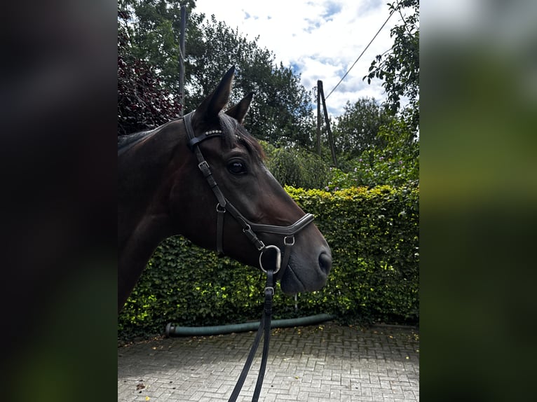 Westfale Stute 5 Jahre 165 cm Brauner in M&#xFC;nsterM&#xFC;nster