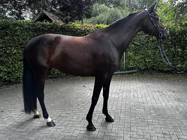 Westfale Stute 5 Jahre 165 cm Brauner in M&#xFC;nsterM&#xFC;nster