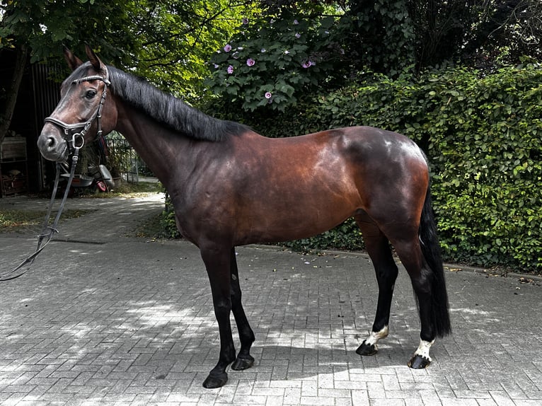 Westfale Stute 5 Jahre 165 cm Brauner in M&#xFC;nsterM&#xFC;nster