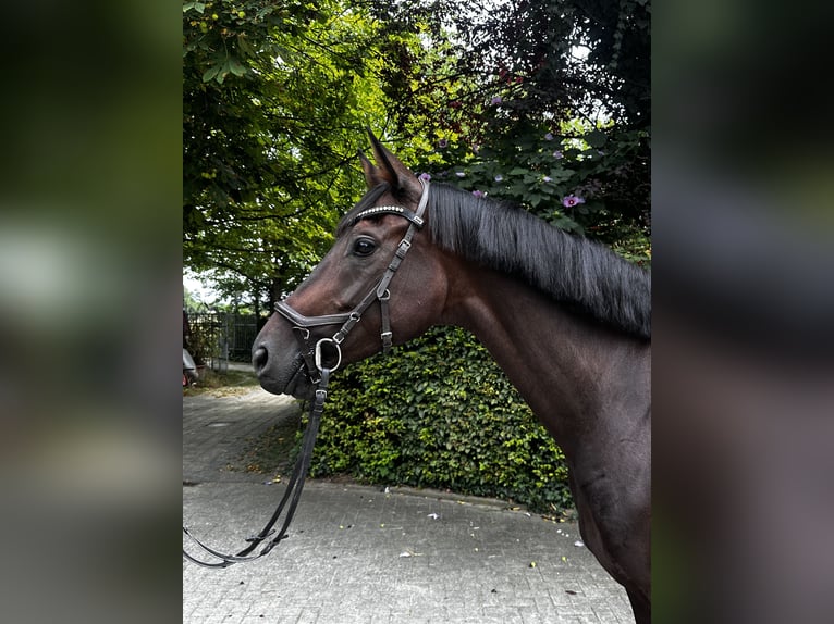 Westfale Stute 5 Jahre 165 cm Brauner in M&#xFC;nsterM&#xFC;nster