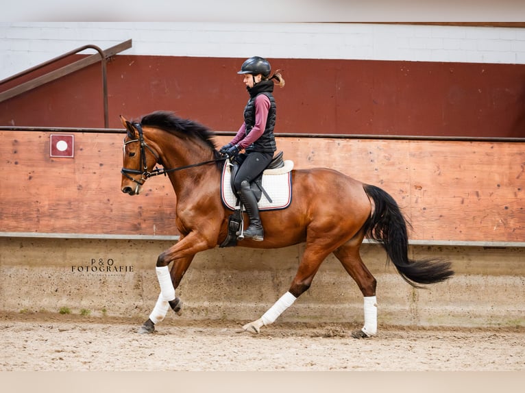 Westfale Stute 5 Jahre 165 cm Brauner in Marl