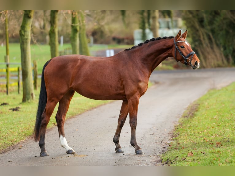 Westfale Stute 5 Jahre 165 cm Brauner in Marl