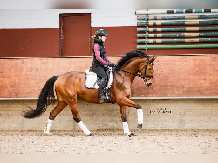 Westfale Stute 5 Jahre 165 cm Brauner in Marl