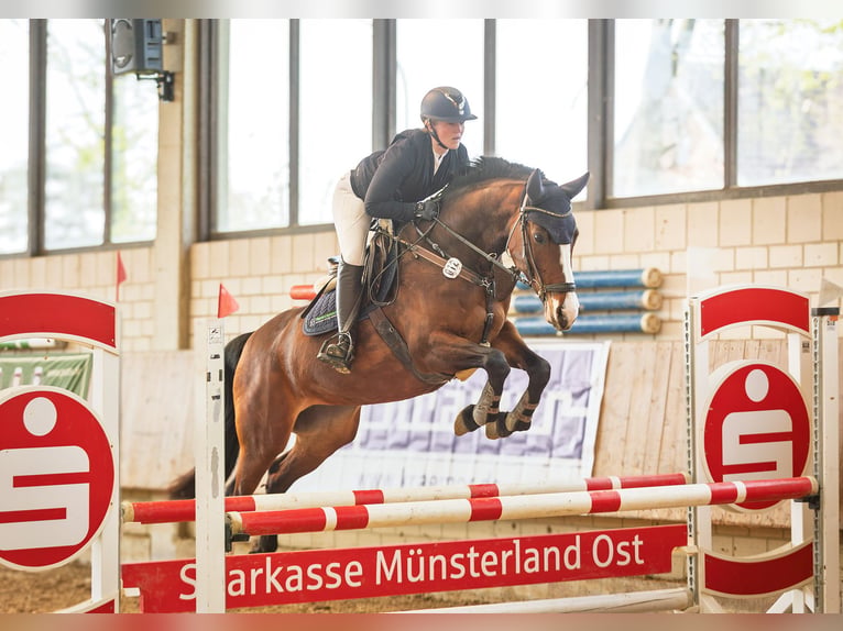 Westfale Stute 5 Jahre 165 cm Brauner in Sendenhorst
