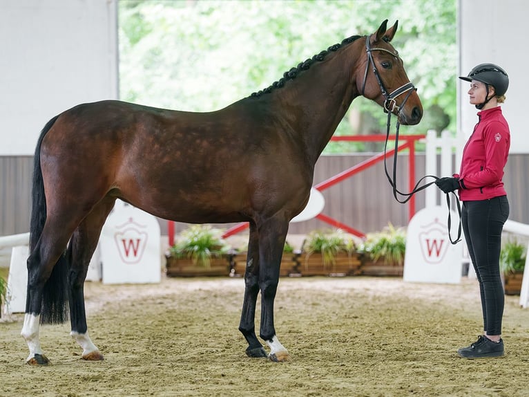 Westfale Stute 5 Jahre 165 cm Dunkelbrauner in Münster-Handorf