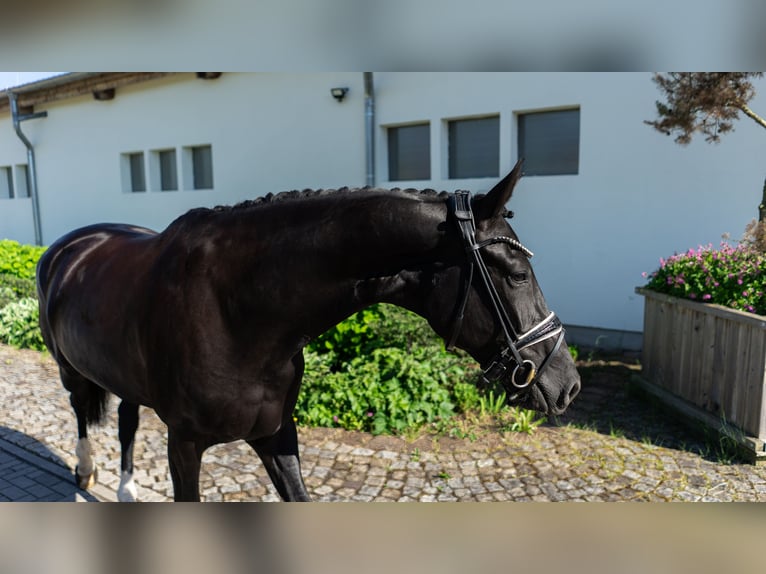 Westfale Stute 5 Jahre 165 cm Dunkelbrauner in Sangerhausen