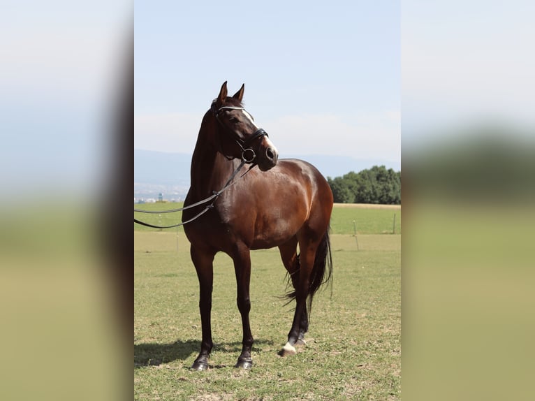 Westfale Stute 5 Jahre 165 cm Dunkelbrauner in BernBern