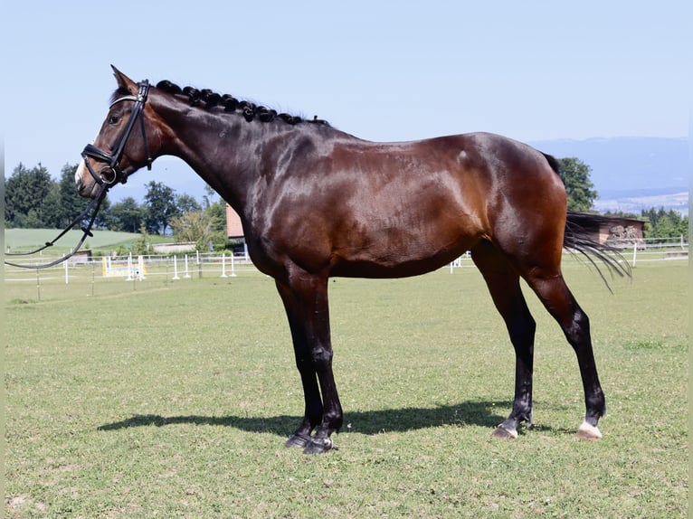Westfale Stute 5 Jahre 165 cm Dunkelbrauner in BernBern