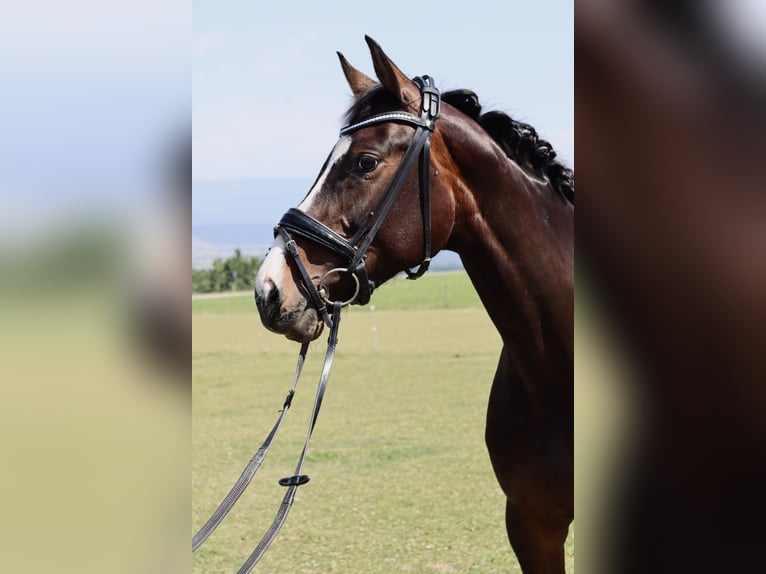 Westfale Stute 5 Jahre 165 cm Dunkelbrauner in BernBern