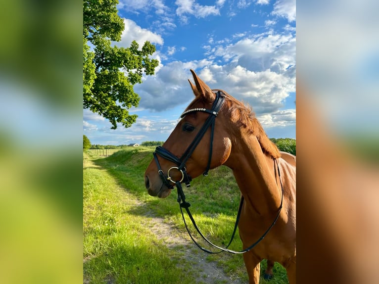 Westfale Stute 5 Jahre 165 cm Dunkelfuchs in Amelinghausen