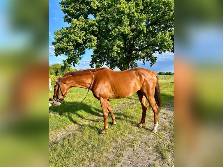 Westfale Stute 5 Jahre 165 cm Dunkelfuchs in Amelinghausen