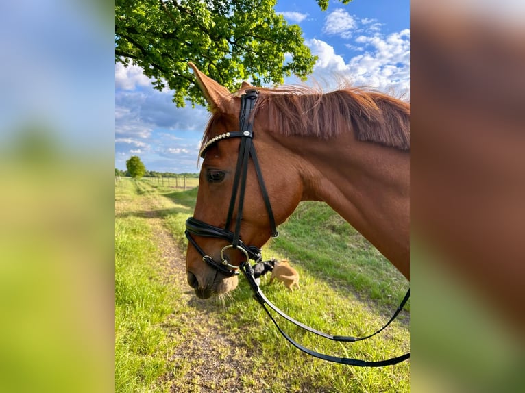 Westfale Stute 5 Jahre 165 cm Dunkelfuchs in Amelinghausen
