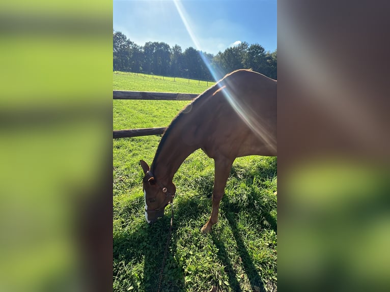Westfale Stute 5 Jahre 165 cm Fuchs in Herten