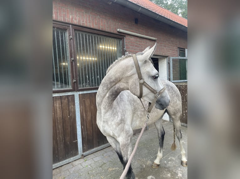 Westfale Stute 5 Jahre 165 cm Schimmel in Ostbevern
