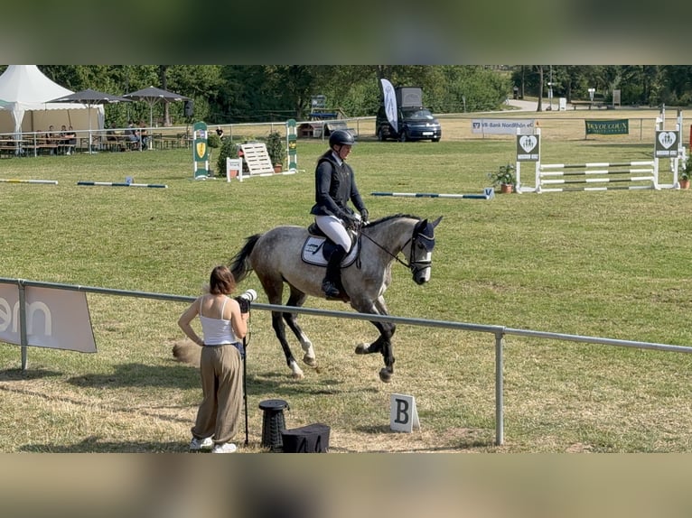 Westfale Stute 5 Jahre 165 cm Schimmel in Schenklengsfeld