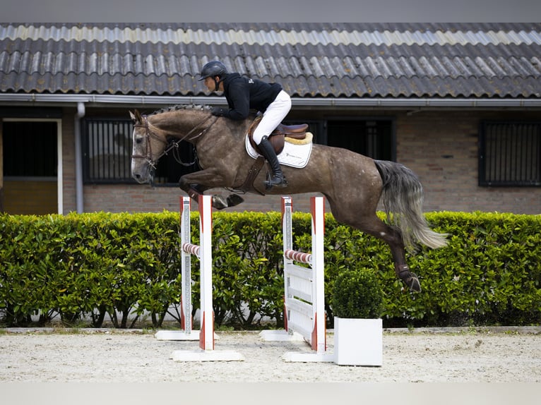 Westfale Stute 5 Jahre 165 cm Schimmel in Waddinxveen