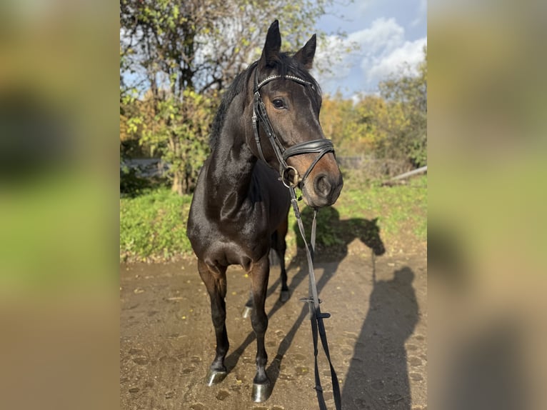 Westfale Stute 5 Jahre 165 cm Schwarzbrauner in Grevenbroich