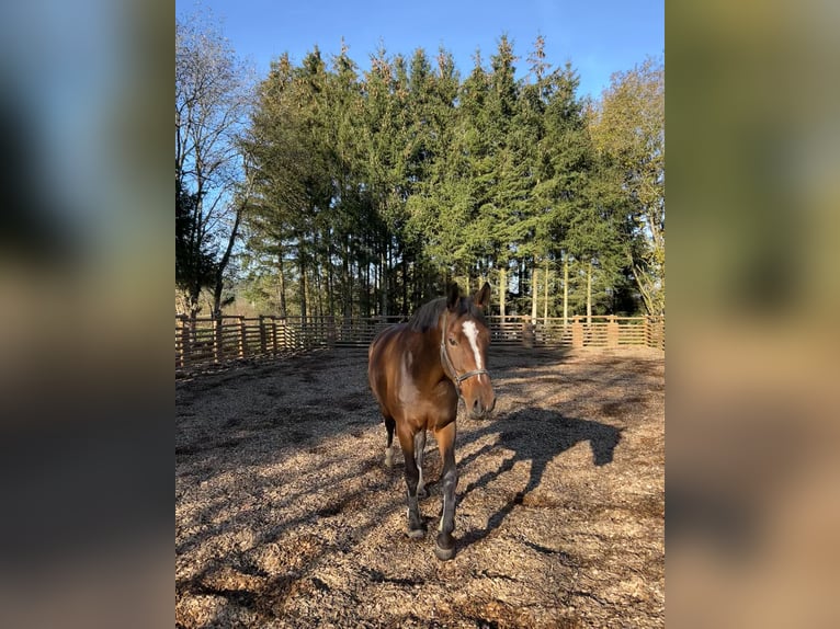 Westfale Stute 5 Jahre 166 cm Brauner in Sundern