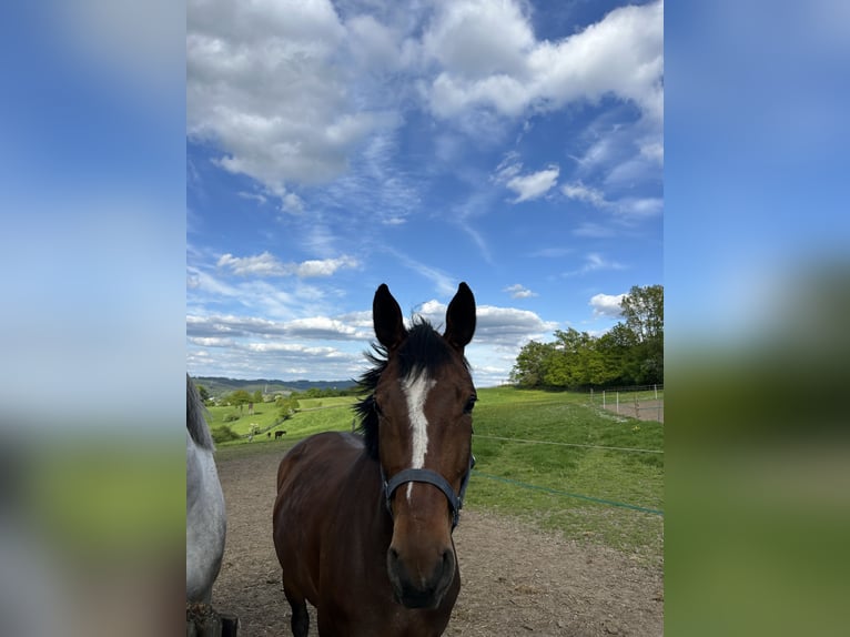 Westfale Stute 5 Jahre 166 cm Brauner in Sundern