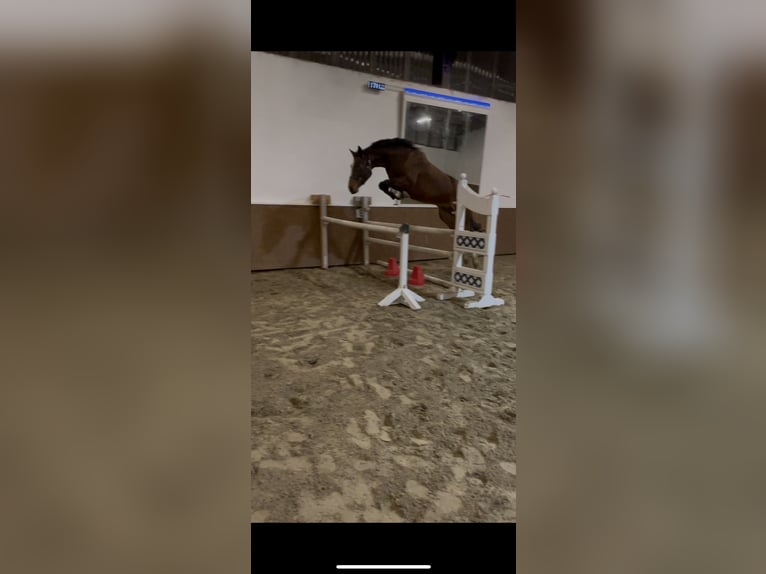 Westfale Stute 5 Jahre 166 cm Brauner in Sundern
