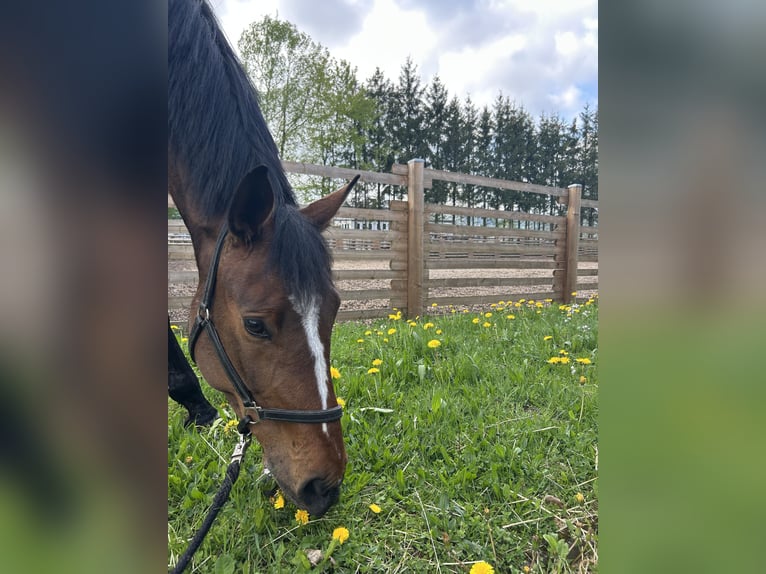 Westfale Stute 5 Jahre 166 cm Brauner in Sundern