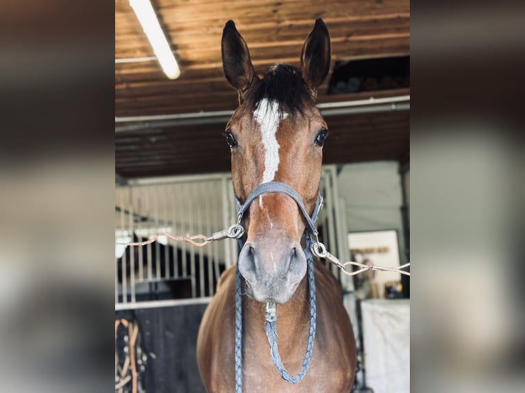 Westfale Stute 5 Jahre 166 cm Brauner in Sundern