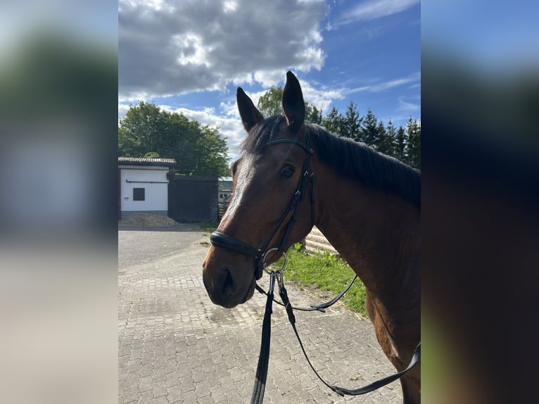 Westfale Stute 5 Jahre 166 cm Brauner in Sundern