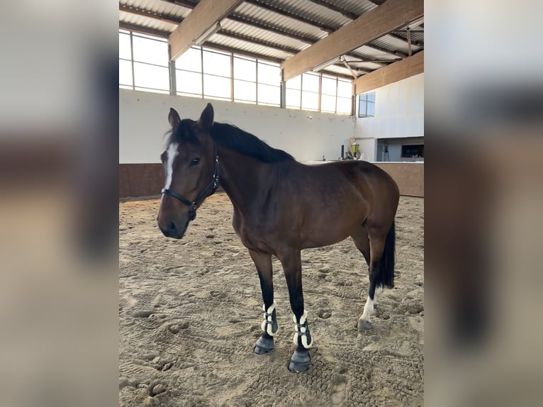 Westfale Stute 5 Jahre 166 cm Brauner in Sundern