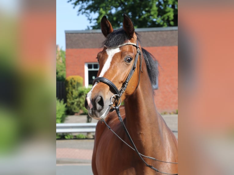 Westfale Stute 5 Jahre 166 cm in Gronau (Westfalen)