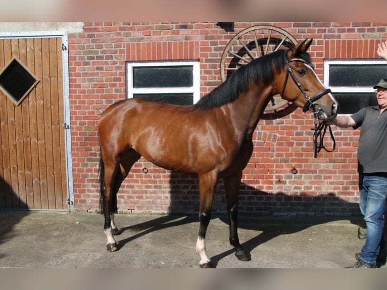 Westfale Stute 5 Jahre 166 cm in Gronau (Westfalen)