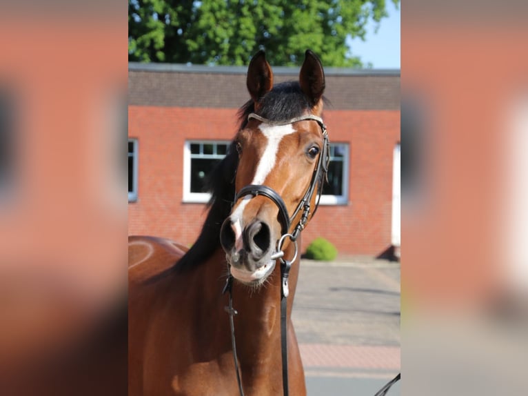 Westfale Stute 5 Jahre 166 cm in Gronau (Westfalen)