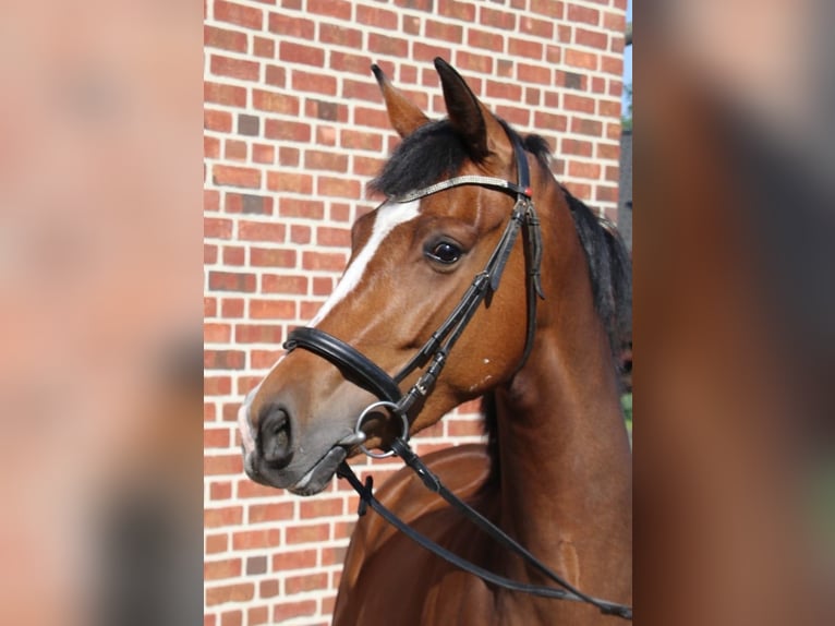 Westfale Stute 5 Jahre 166 cm in Gronau (Westfalen)