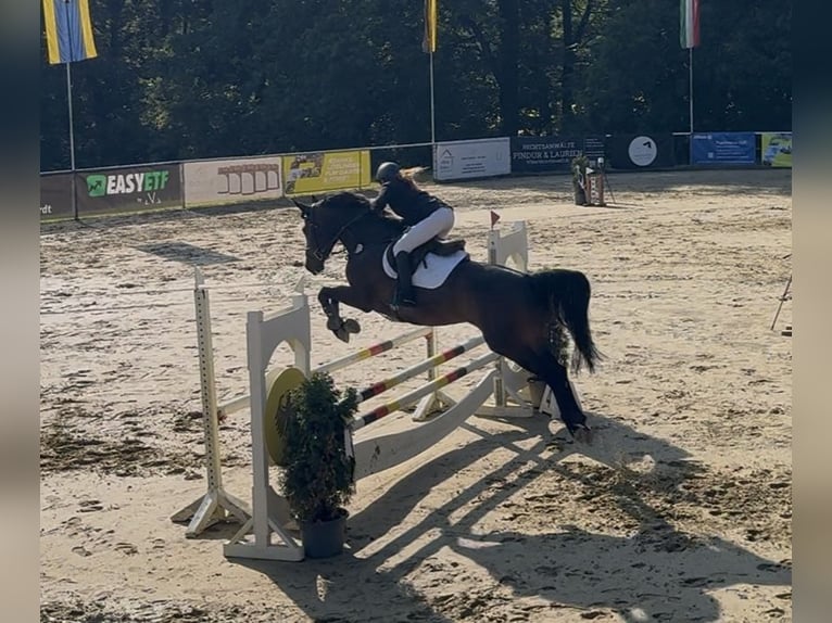 Westfale Stute 5 Jahre 166 cm Dunkelbrauner in Essen