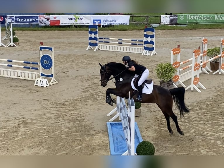 Westfale Stute 5 Jahre 166 cm Dunkelbrauner in Essen