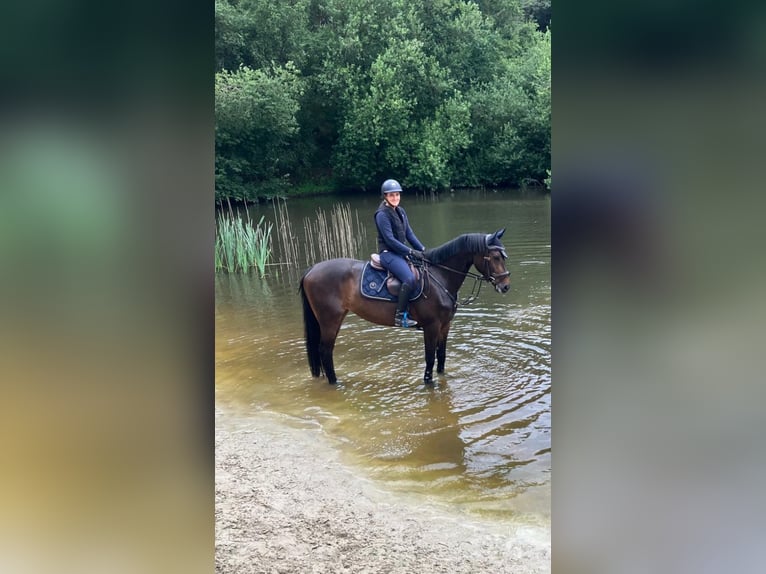 Westfale Stute 5 Jahre 166 cm Dunkelbrauner in Essen