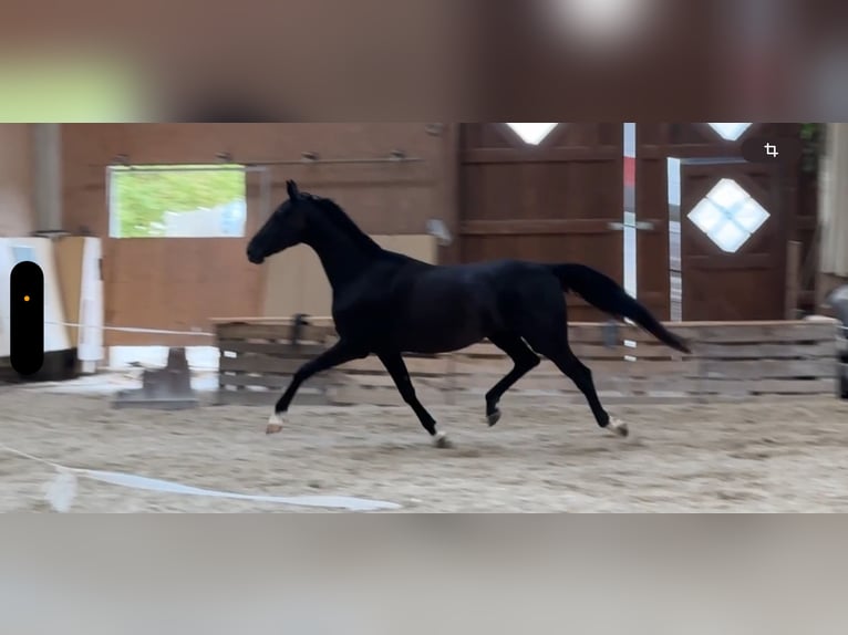 Westfale Stute 5 Jahre 166 cm Rappe in W&#xFC;rzburg