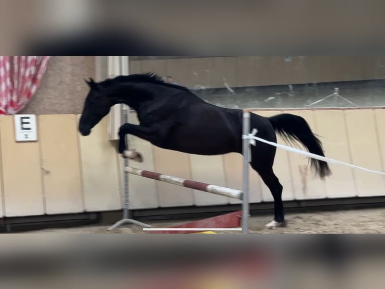 Westfale Stute 5 Jahre 166 cm Rappe in W&#xFC;rzburg