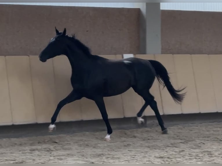 Westfale Stute 5 Jahre 166 cm Rappe in W&#xFC;rzburg